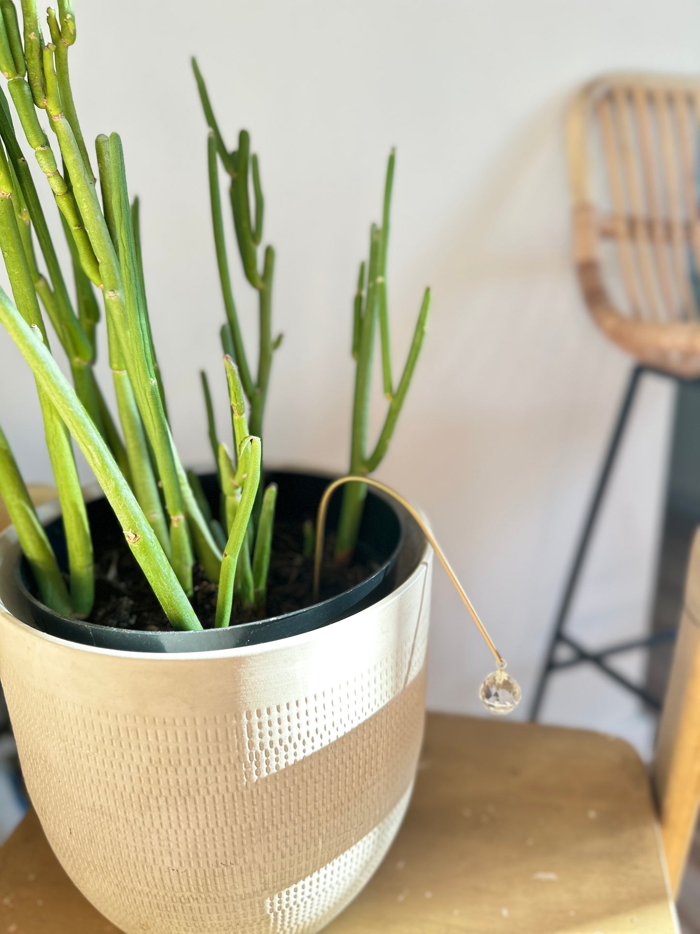 lunette arch plant suncatcher