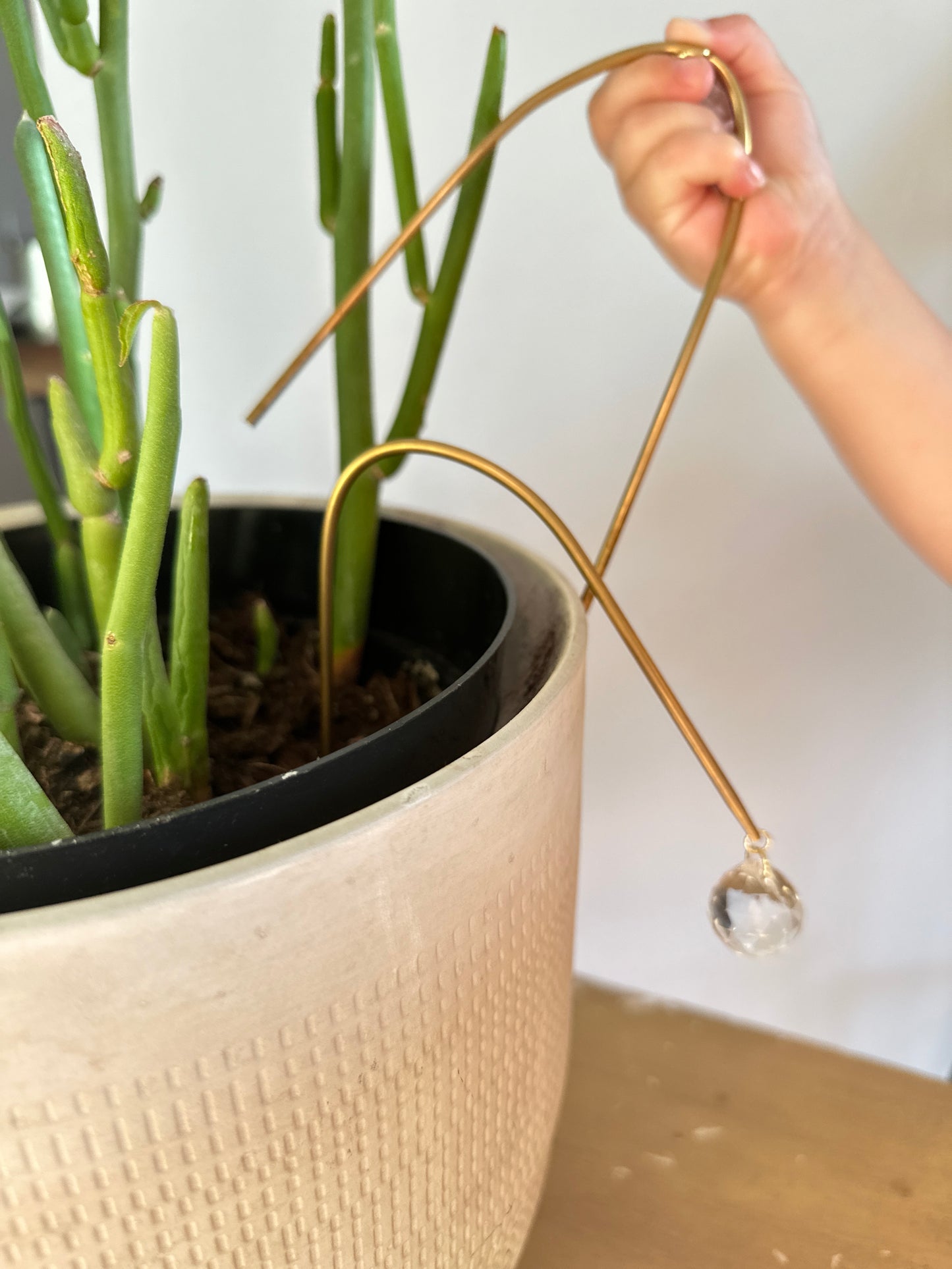 lunette arch plant suncatcher